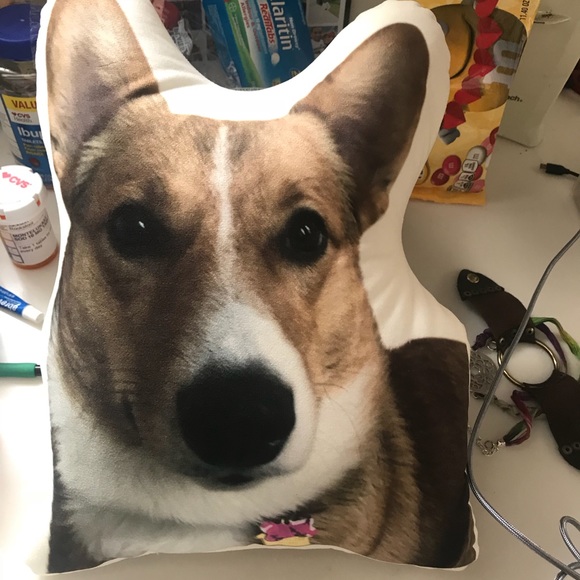 Meet your Posher, Rosie the Corgi - Picture 6 of 10